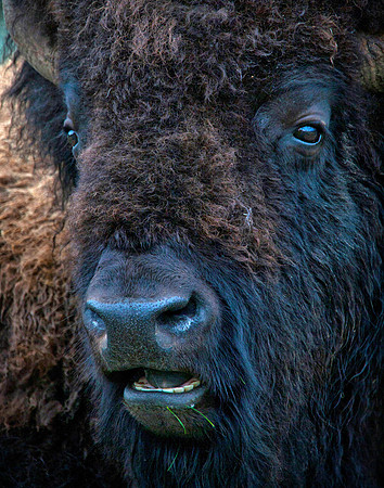 American Bison