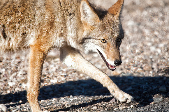 Coyote