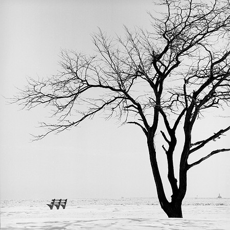 Tree and Park Bench on the Lakeshore, Chicago, IL