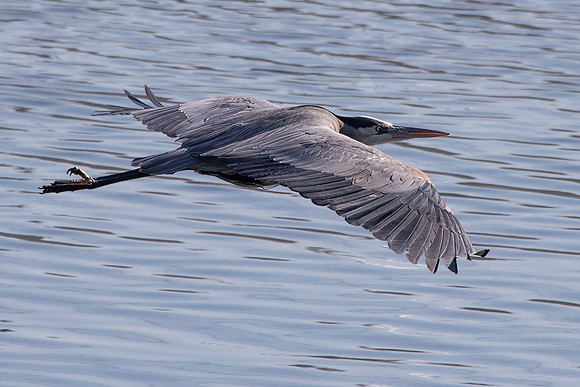 Great Blue Heron in Flight