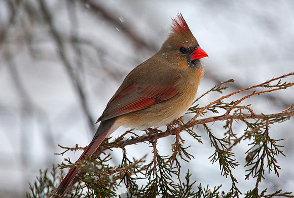 Female Cardinal in Snow, Stockton, IL