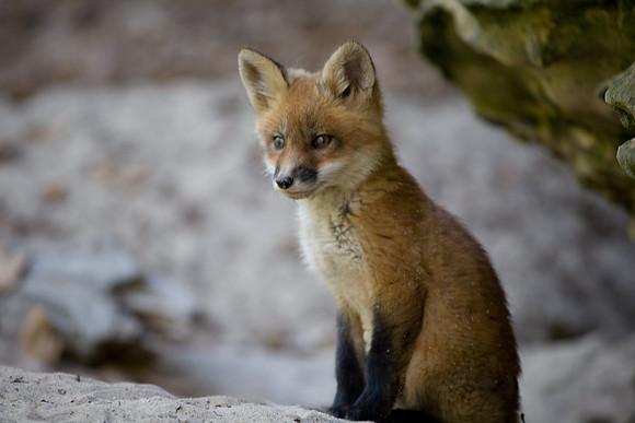 Fox Kit, Starved Rock State Park, LaSalle County, IL