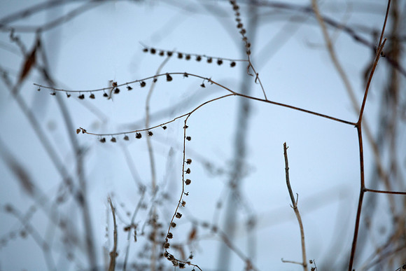 Nature's Bracelet / Burrs