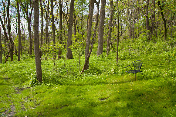 A Place in the Woods