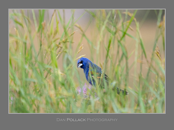 Blue Grosbeak, Badlands National Pard, SD