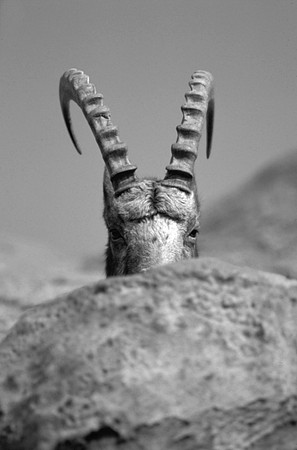 Ibex