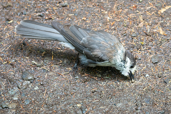 Gray Jay