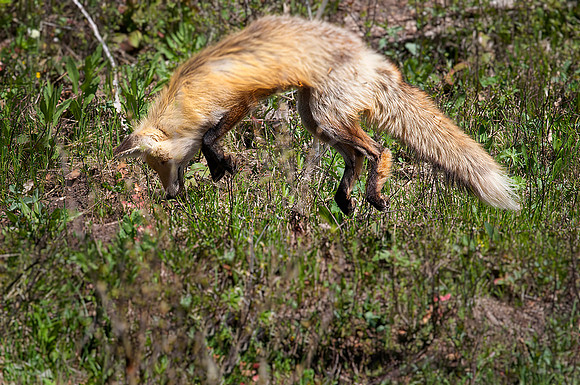 Red Fox, Hunting