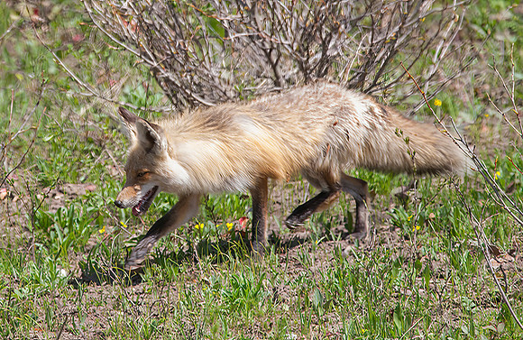 Red Fox