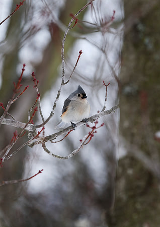 Tufted Titmouse, Stockton, IL