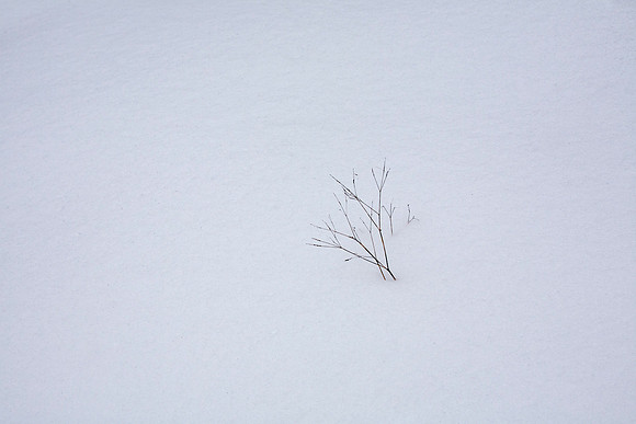 Sprig