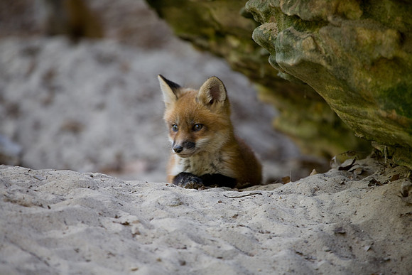 Fox Kit, Starved Rock State Park, LaSalle County, IL