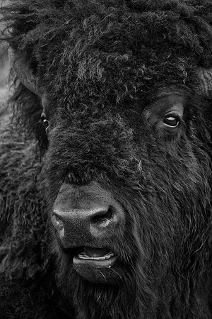 Bison, Lamar Valley, Yellowstone National Park, WY