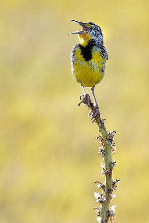 Western Meadowlark