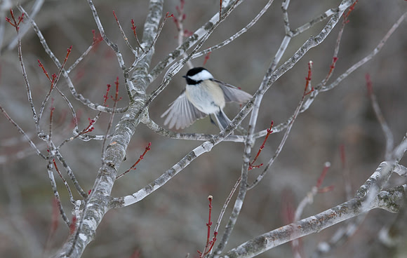 Chickadee Angel, Stockton, IL