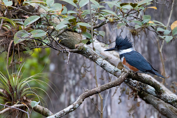 Belted Kingfisher,