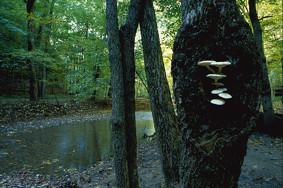 Fungi in Tree, Starved Rock State Park, IL