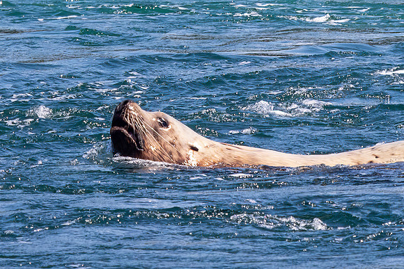 Stellar Sea Lion (endangered)