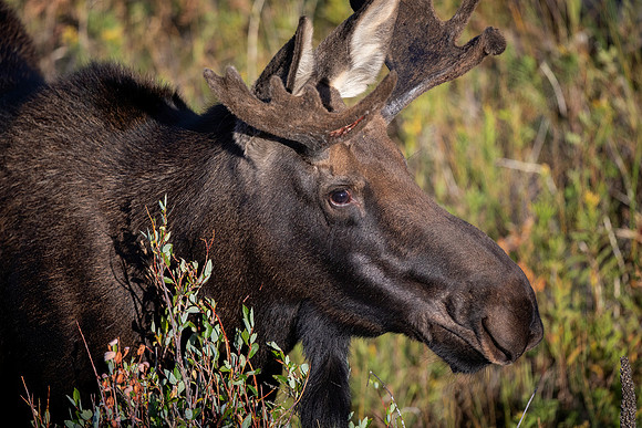 Adolescent Bull Moose