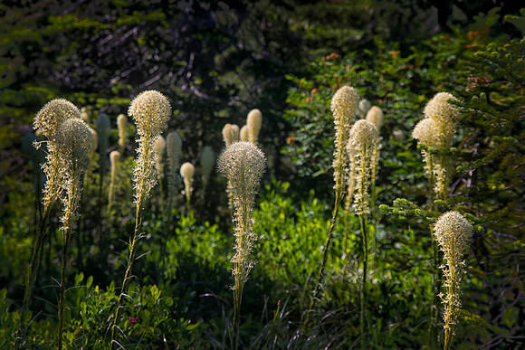 Beargrass, Mt. Rainier National Park, WA