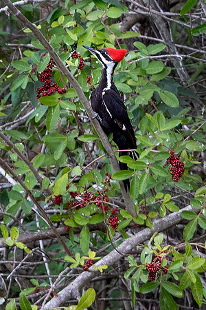 Pileated Woodpecker