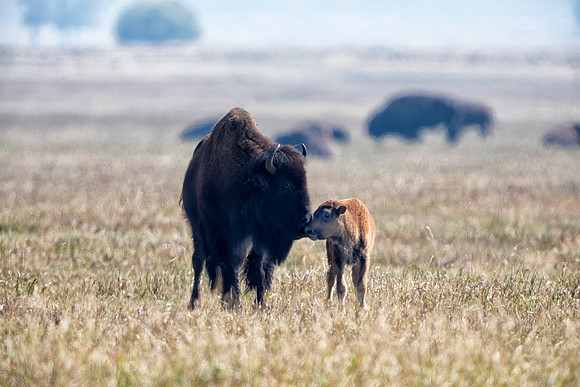 Bison and Offspring