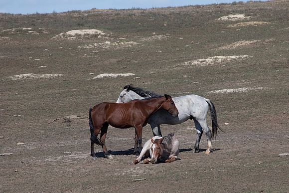 Wild Horses