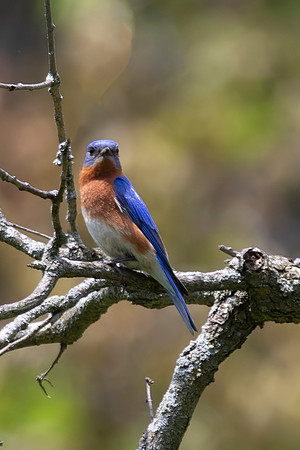 Eastern Bluebird, Male