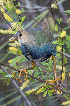 Purple Gallinule, Juvenile