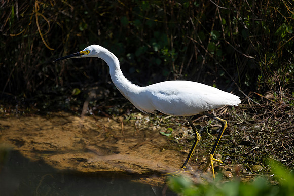Snowy Egret