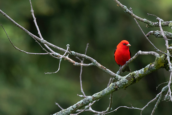 Scarlet Tanager, Male