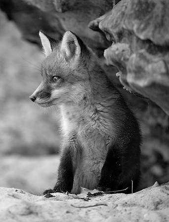 Red Fox Kit, Starved Rock State Park, IL