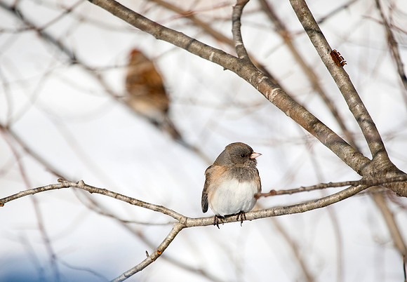 Oregon Junco & American Tree Sparrow, Stockton, IL