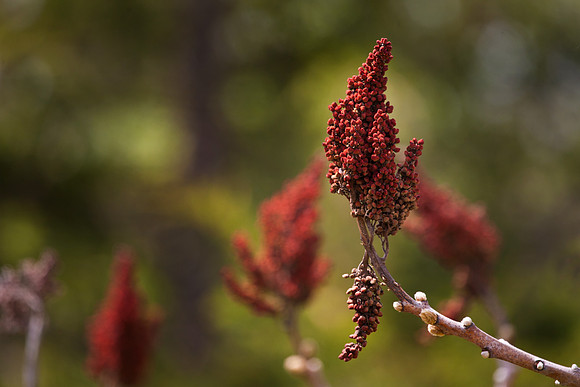 Sumac Detail