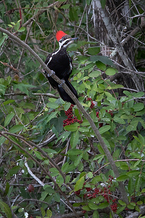 Pileated Woodpecker