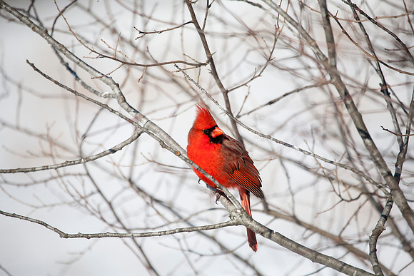 Male Cardinal, Stockton, IL