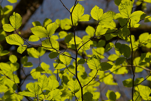 Spring Leaves, Starved Rock State Park, IL