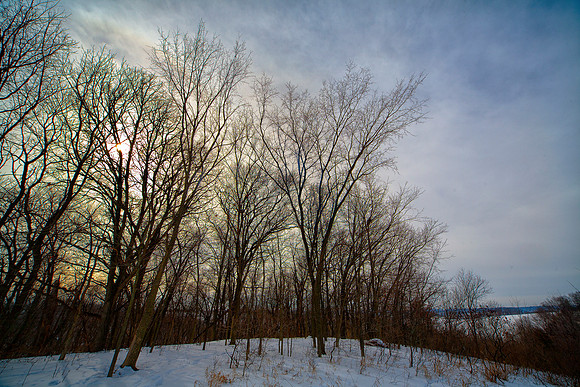 Winter Trees
