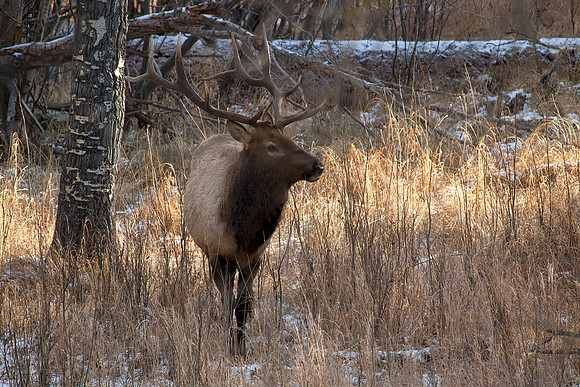 Bull Elk