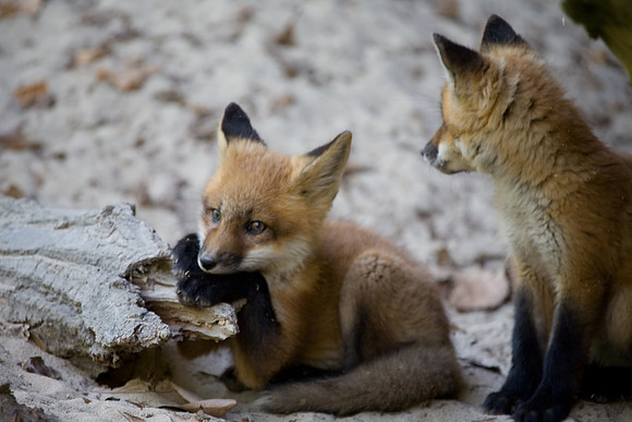 Fox Kits, Starved Rock State Park, LaSalle County, IL