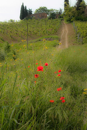 Roadside Poppies, Tuscany, ITaly