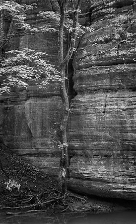 Illinois Canyon, Starved Rock State Park, IL
