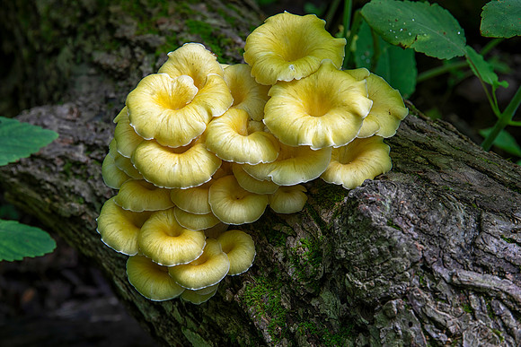 Fungus, Starved Rock State Park, IL