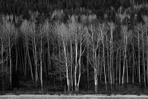 Aspen Stand, Rocky Mountain National Park, CO