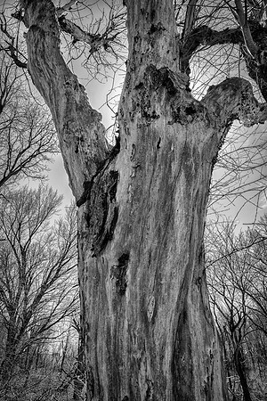 Still Standing