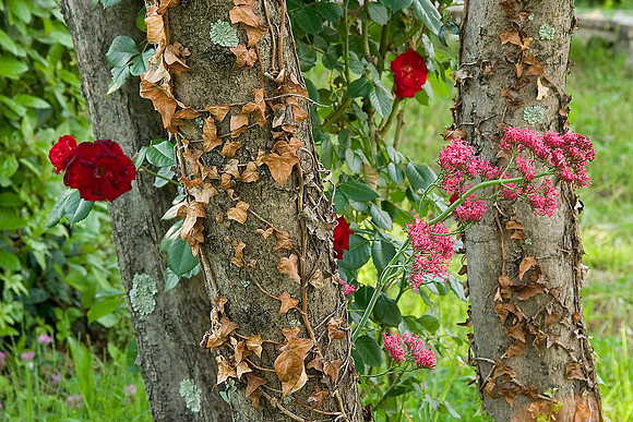 Roses, Tree Trunks, Piazzale Michelangelo, Florence, Italy