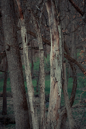 Forest Edge