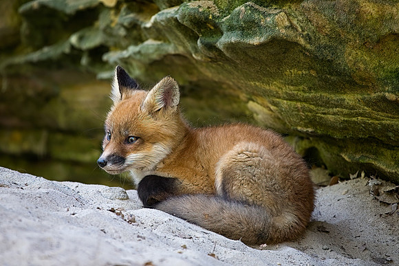 Red Fox Kit