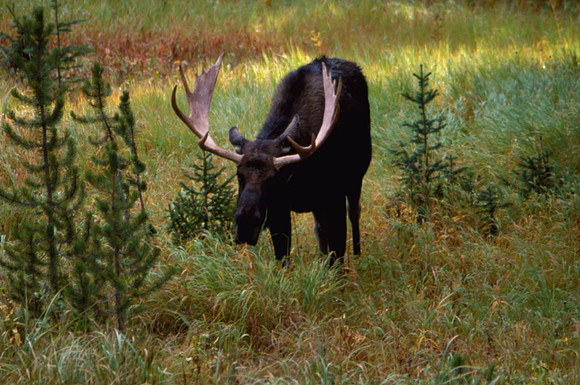 Bull Moose, Yellowstone National Park, WY (September 29, 2002, 8:54am)