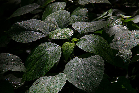 Starved Rock State Park, IL